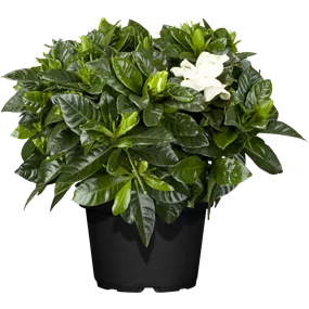 Gardenia jasminoides Crown Jewel