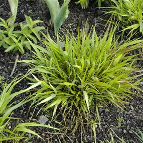 Hakonechloa Mix