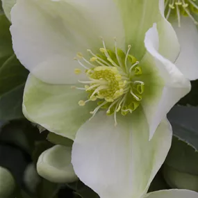 Helleborus Gold Collection