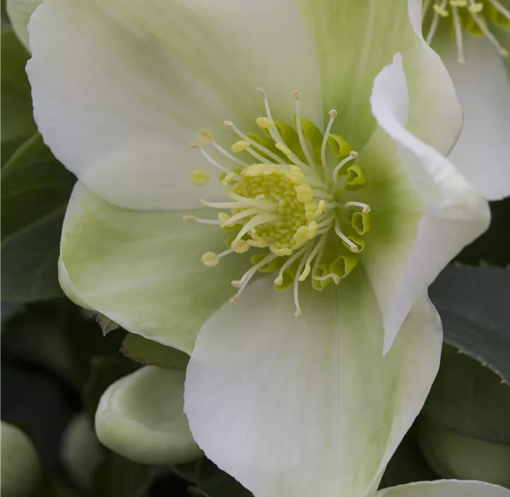 Helleborus Gold Collection