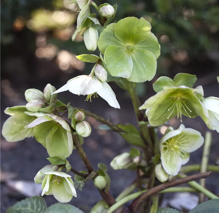 Helleborus Gold Collection