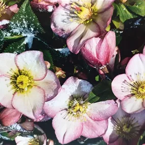 Helleborus Ice N' Roses