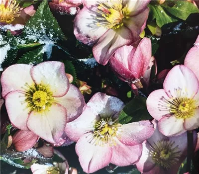 Helleborus Ice N' Roses