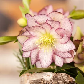 Helleborus Ice N Roses Picotee