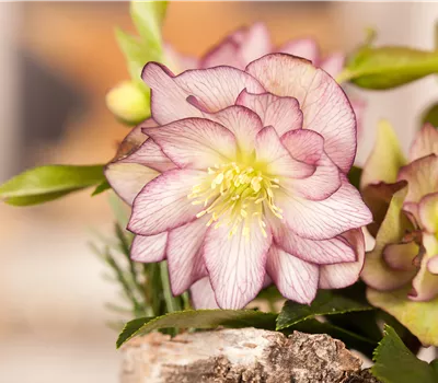 Helleborus Ice N Roses Picotee