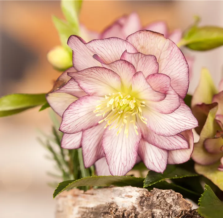 Helleborus Ice N Roses Picotee