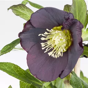 Helleborus orientalis Naomi