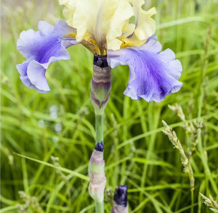 Hohe Bart-Iris