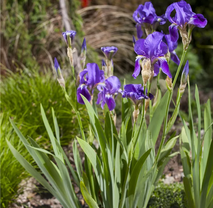 Hohe Bart-Iris