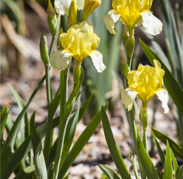 Hohe Bart-Iris