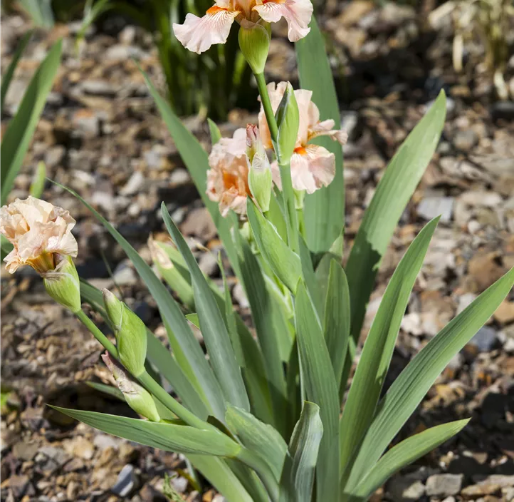 Hohe Bart-Iris