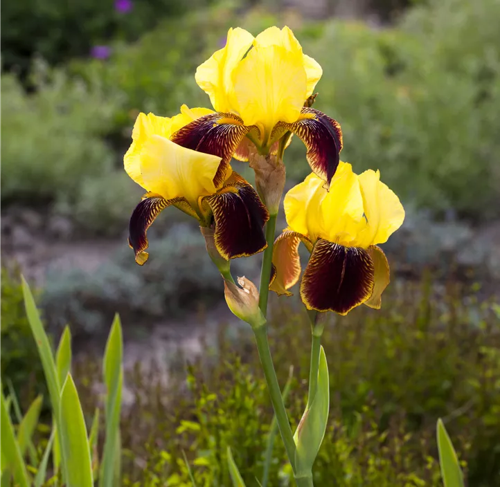 Hohe Bart-Iris