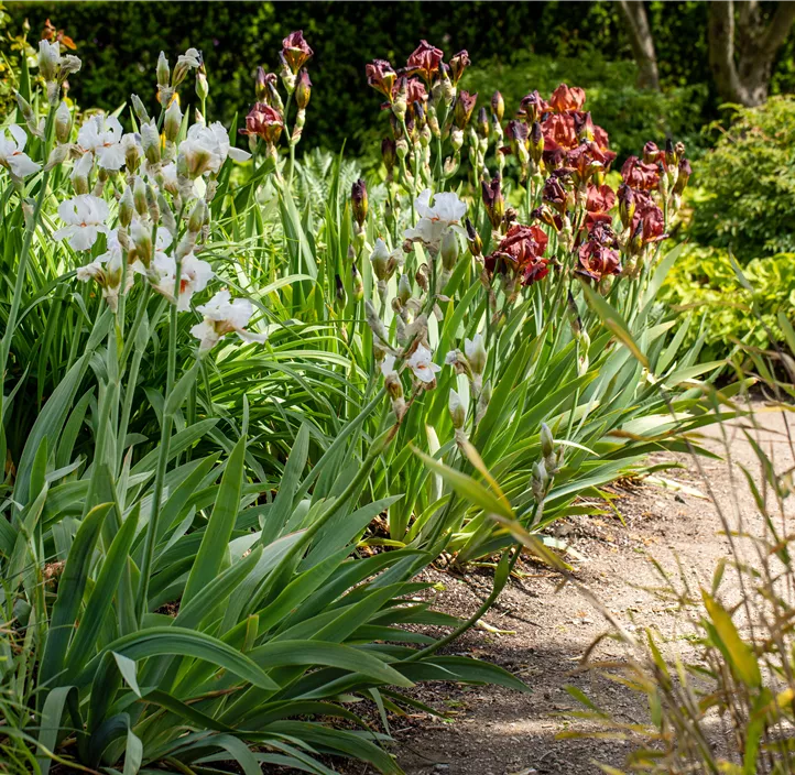 Hohe Bart-Iris