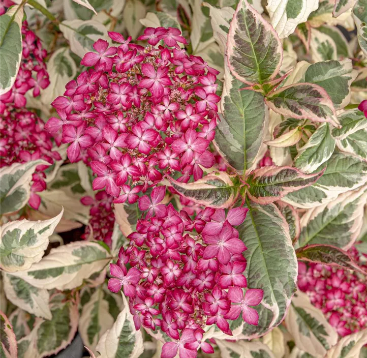 Gartenhortensie 'Euphoria Pink'