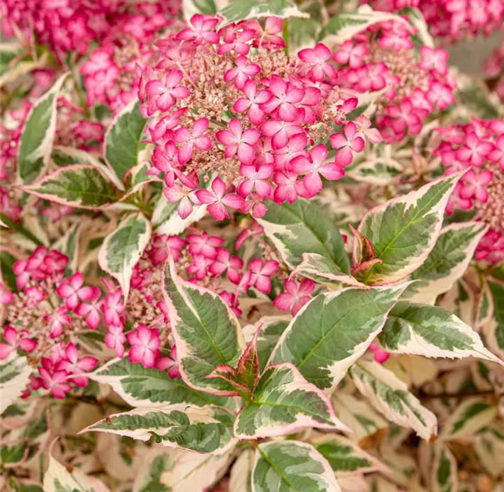 Gartenhortensie 'Euphoria Pink'