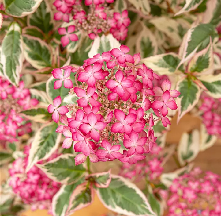 Gartenhortensie 'Euphoria Pink'