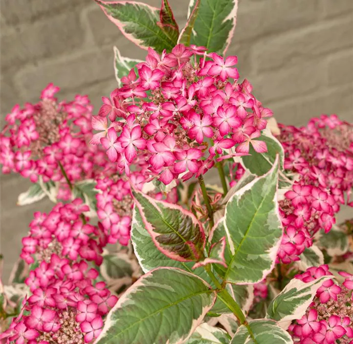 Gartenhortensie 'Euphoria Pink'