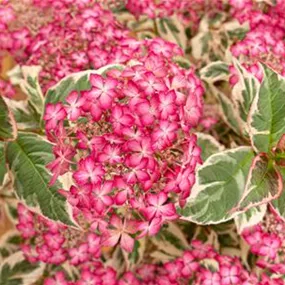 Hydrangea serrata Euphoria Pink