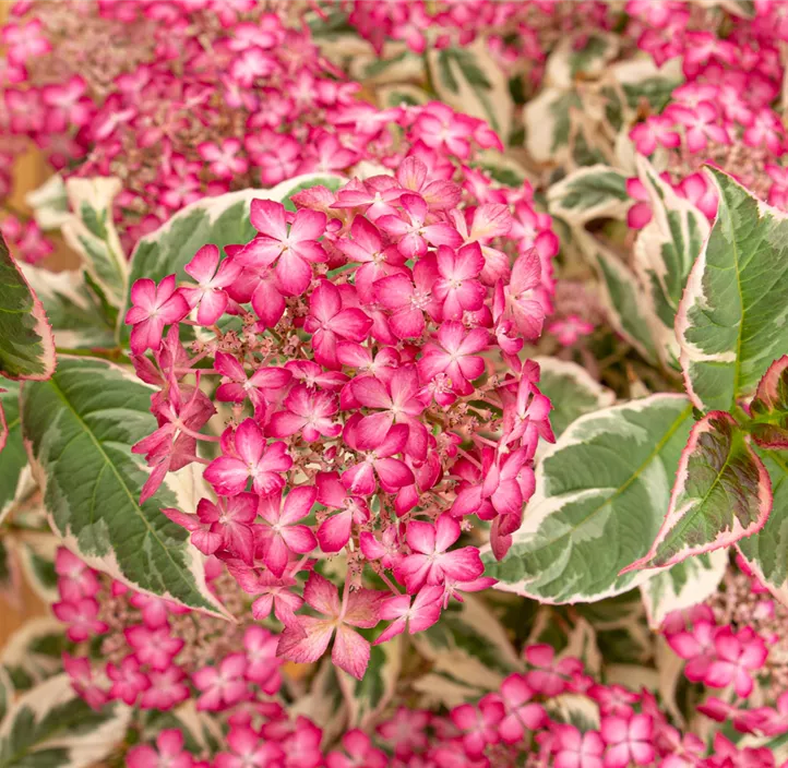 Gartenhortensie 'Euphoria Pink'