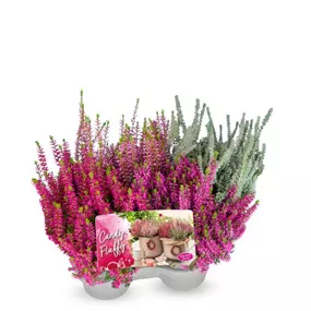 Calluna Candy Fluffy