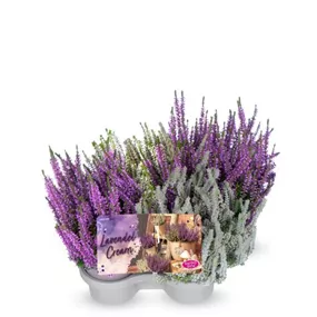 Calluna Lavendel Cream