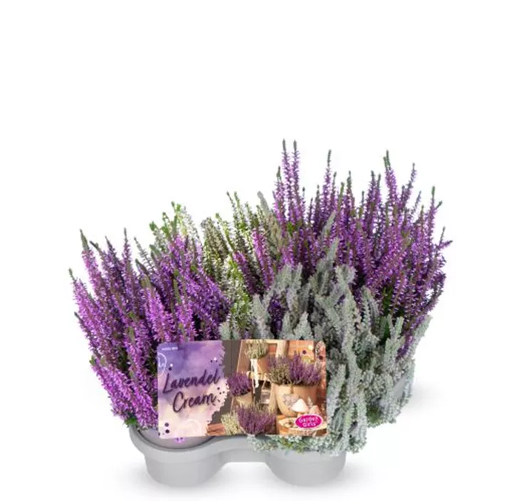 Besenheide Lavendel Cream