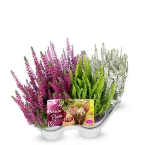 Calluna Vanilla Plum