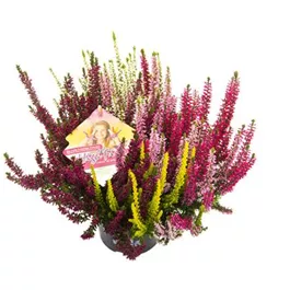 Calluna vugaris Beauty Ladies High Five