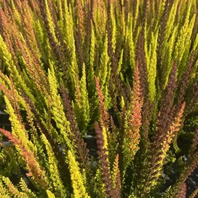 Calluna vulgaris Beauty Ladies Colorado Trio