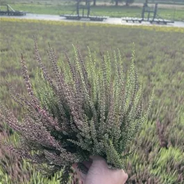 Calluna vulgaris Garden Girls Twin