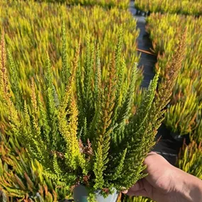 Calluna vulgaris Beauty Ladies Sky Five