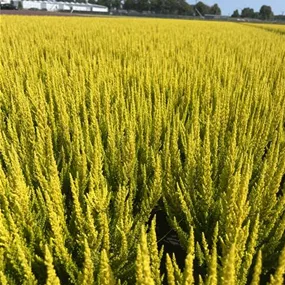 Calluna vulgaris Beauty Ladies Skyline