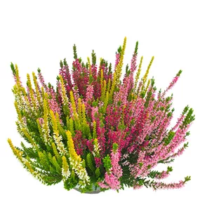 Calluna vulgaris Beauty Ladies Trio Plus Schale