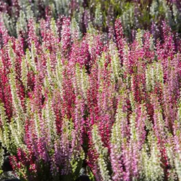 Calluna vulgaris Beauty Ladies Trio Starlight