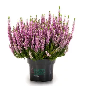 Calluna vulgaris einfärbig