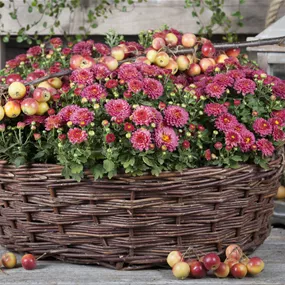 Chrysanthemum indicum 