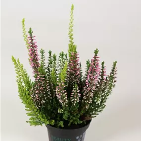 Calluna vulgaris Garden Girls Mini