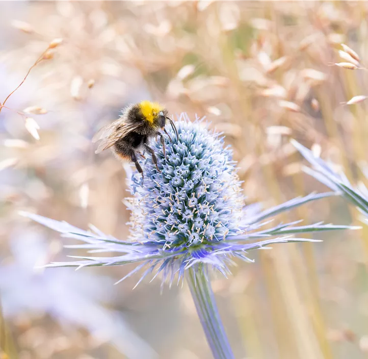 Distel