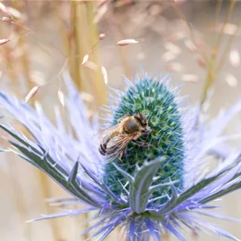 Distel Eryngium