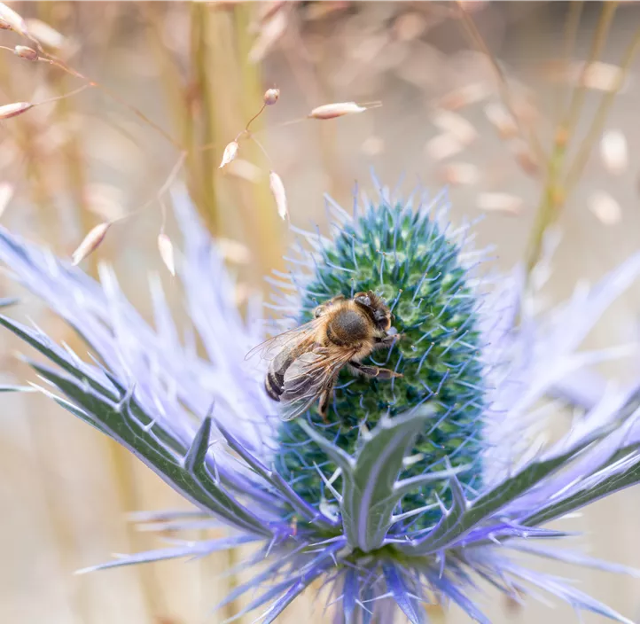 Distel