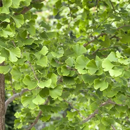 Ginko biloba colonnare maris