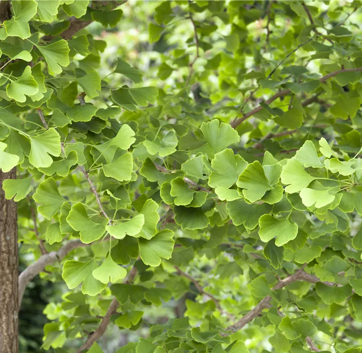 Fächerblattbaum