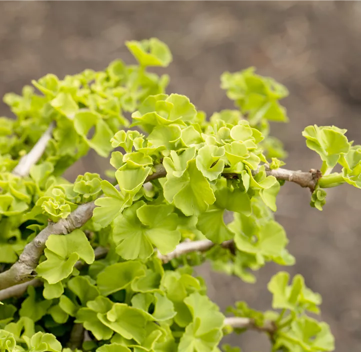 Fächerblattbaum