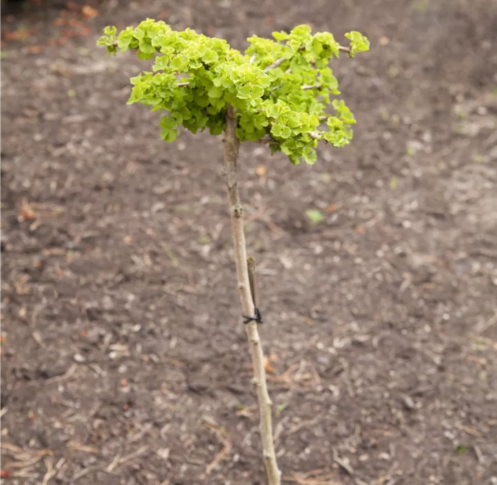 Fächerblattbaum