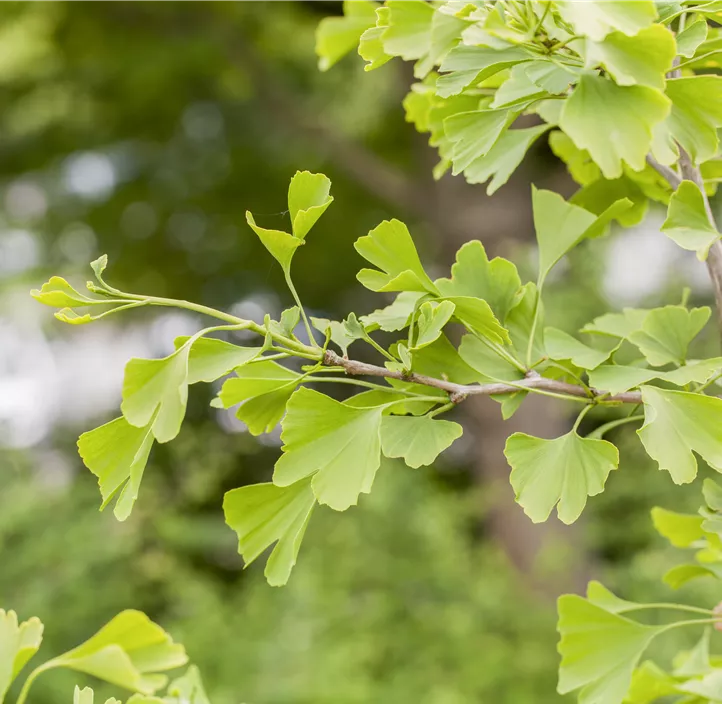 Fächerblattbaum