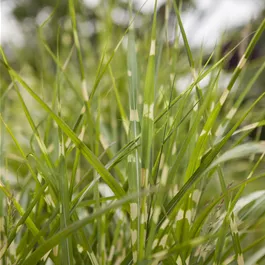 Miscanthus zebrinus