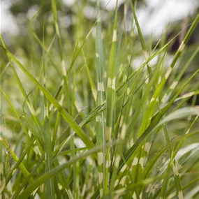 Miscanthus Gold Bar