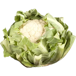 Brassica oleracea Brassica oleracea