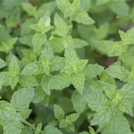 Mentha piperita