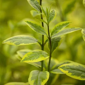 Ligustrum ovalifolium Aureum